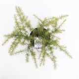 CEDRA HIMALAJSKA GOLDEN HORIZON L19