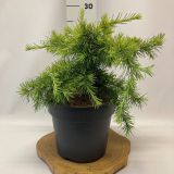 CEDRA HIMALAJSKA KELLY GOLD L20 V60