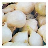 ČEBULČEK SYMBIOTICA HOLANDSKI RUMENI STUTTGARTER RIESEN 500 G