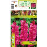 HOLLAND BULB MARKET GLADIOLA FIDELIO