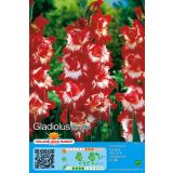 HOLLAND BULB MARKET GLADIOLA SPARKLER