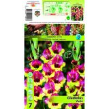 HOLLAND BULB MARKET GLADIOLA VASTO