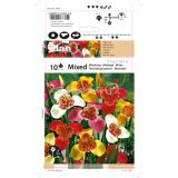 HOLLAND BULB MARKET TIGRIDIA MIX