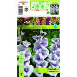 HOLLAND MARKET BULB GLADIOLA CONDOR PASA