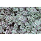 HOMULICA (SEDUM CAUTICOLA LIDAKENSE) L15 CM