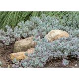 HOMULICA (SEDUM CAUTICOLA LIDAKENSE) L15 CM