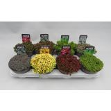 HOMULICA SEDUM MIX L14