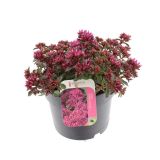 HOMULICA (SEDUM SPURIUM DEEP ROSE) L17 CM