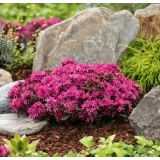 HOMULICA (SEDUM SPURIUM DEEP ROSE) L17 CM