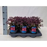 HOMULICA (SEDUM TELEPHIUM DEEP ROSE) L17 CM