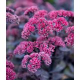 HOMULICA (SEDUM TELEPHIUM DEEP ROSE) L17 CM