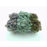 HOMULICA ŠIROKOLISTNA HOMULICA