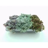 HOMULICA ŠIROKOLISTNA HOMULICA