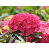 HORTENZIJA EVERBLOOM L23 CM