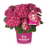 HORTENZIJA EVERBLOOM L23 CM