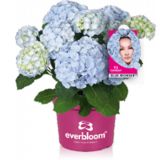 HORTENZIJA EVERBLOOM L23 CM