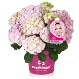 HORTENZIJA EVERBLOOM L23 CM
