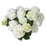 HORTENZIJA EVERBLOOM L23 CM