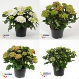 HORTENZIJA HORTENZIJA MACR. MIX L19