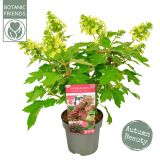 HORTENZIJA HRASTAVOLISTNA RUBY SLIPPERS L19 CM