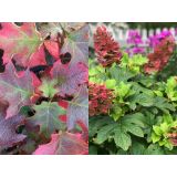 HORTENZIJA HRASTAVOLISTNA RUBY SLIPPERS L19 CM