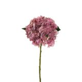 HORTENZIJA JULIET, ROZA