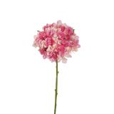 HORTENZIJA JULIET, SV. ROZA