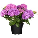 HORTENZIJA LATASTA GARDEN LIGHTS L17