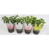 HORTENZIJA LATASTA MIX L17