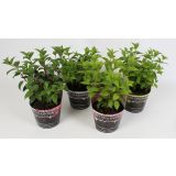 HORTENZIJA LATASTA MIX L17