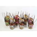 HORTENZIJA LATASTA MIX L17