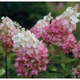 HORTENZIJA LATASTA MIX L17 PANICULATA