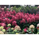 HORTENZIJA LATASTA (PANICULATA BONFIRE ) L23 CM