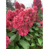 HORTENZIJA LATASTA (PANICULATA BONFIRE ) L23 CM