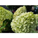 HORTENZIJA LATASTA (PANICULATA BONFIRE ) L23 CM