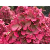 HORTENZIJA LATASTA (PANICULATA BONFIRE ) L23 CM