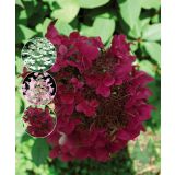 HORTENZIJA LATASTA WIMS RED L19 CM