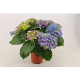 GRM HORTENZIJA MAGICAL EVOLUTION BLUE L14