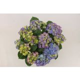 GRM HORTENZIJA MAGICAL EVOLUTION BLUE L14