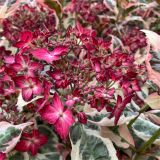 HORTENZIJA SERRATA EUPHORIA PINK L19 CM