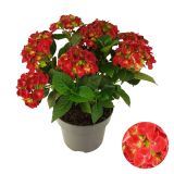 HORTENZIJA VRTNA RDEČA 7+ CVETOV L23 CM