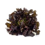 PLODOVKE L'ORTO FRUTTIFERO HRASTOV LIST 8/1 BOLERO KULTIPAK