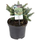 IGLAVEC BALZAMOVA JELKA