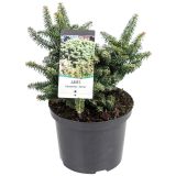 IGLAVEC BALZAMOVA JELKA