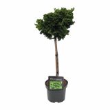 IGLAVEC CHAMAECYPARIS OBTUSA NANA GRACILIS MINI STEBLO