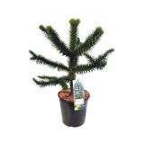 IGLAVEC ČILSKA ARAUCARIA ARAUCARIA ARAUCANA