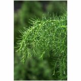 IGLAVEC CRYPTOMERIA JAPONICA ELEGANS VIRIDIS