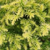 IGLAVEC CRYPTOMERIA VILMORIN GOLD L3 L