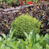 IGLAVEC CRYPTOMERIA VILMORIN GOLD L3 L