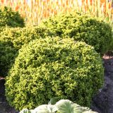 IGLAVEC CRYPTOMERIA VILMORINIANA L3 L